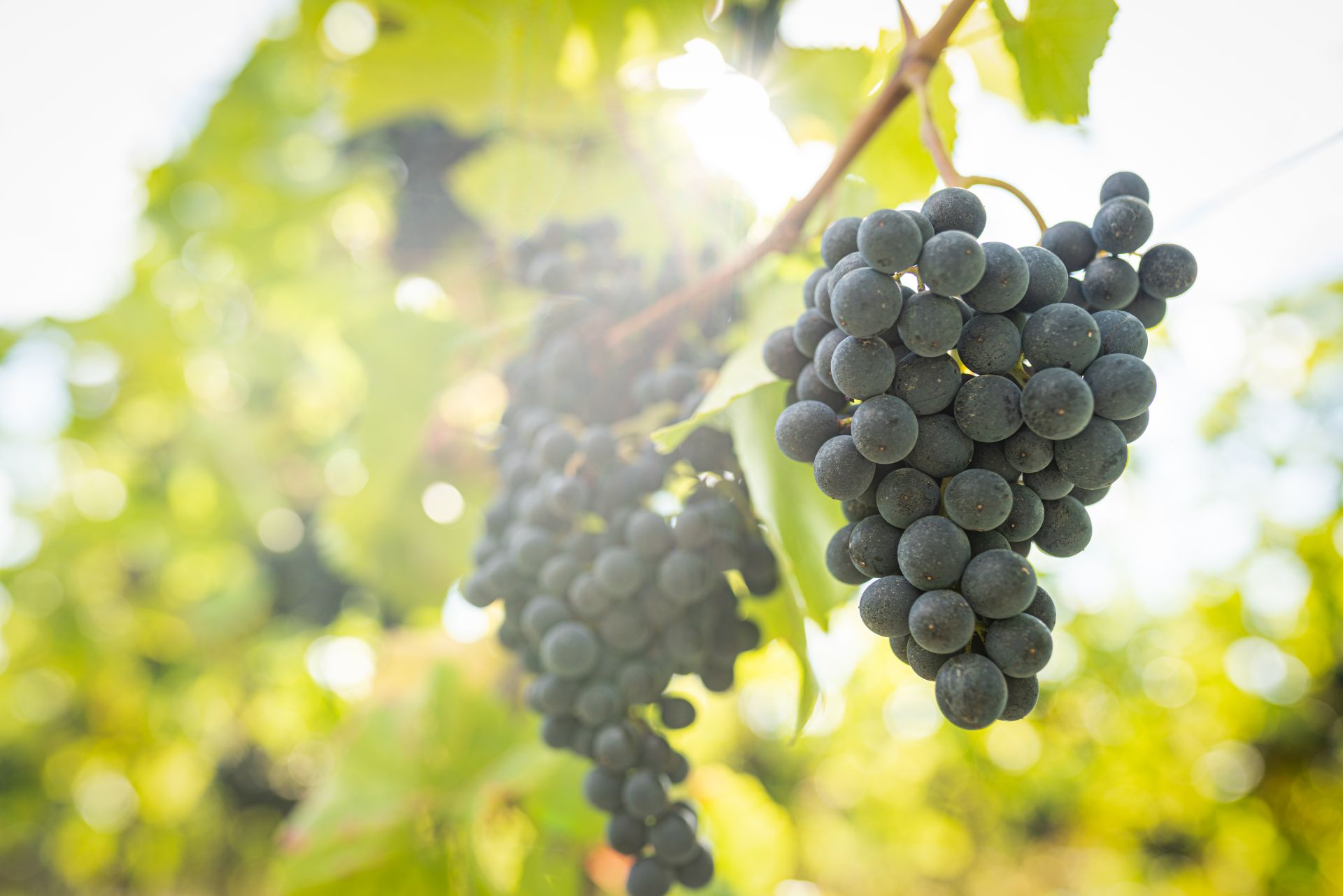 Südpfalz Landschaft